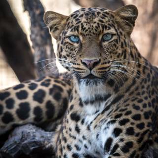 Leopard print 4k wallpaper