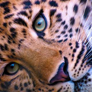 Leopard print 4k wallpaper