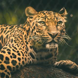Leopard print 4k wallpaper