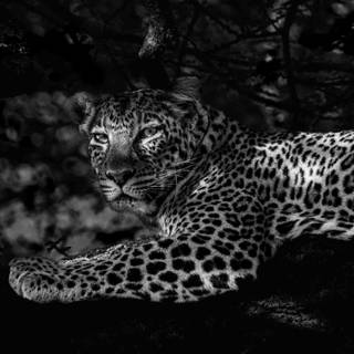 Leopard print 4k wallpaper