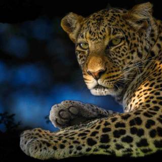 Leopard print 4k wallpaper