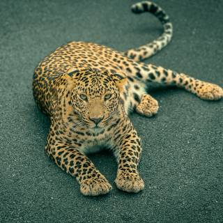 Leopard print 4k wallpaper