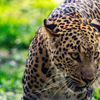 Leopard print 4k wallpaper