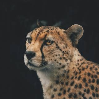 Leopard print 4k wallpaper