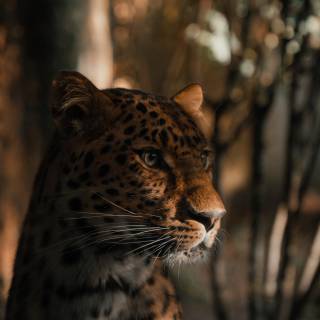 Leopard print 4k wallpaper