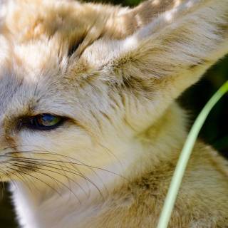 Fennec 4k wallpaper