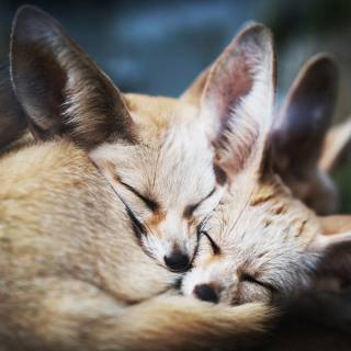 Fennec 4k wallpaper
