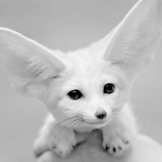 Fennec 4k wallpaper