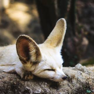 Fennec 4k wallpaper