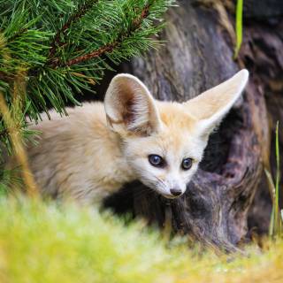 Fennec 4k wallpaper