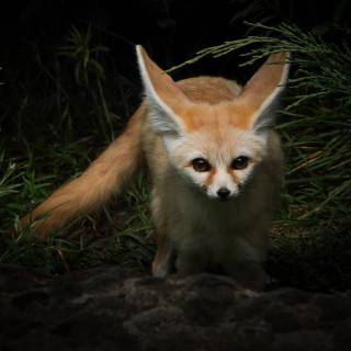 Fennec 4k wallpaper