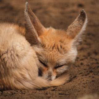 Fennec 4k wallpaper
