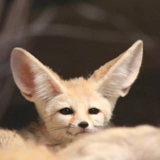 Fennec 4k wallpaper