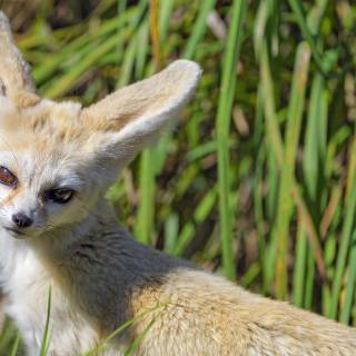 Fennec 4k wallpaper