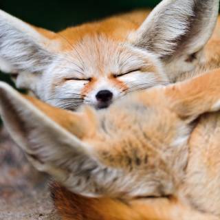 Fennec 4k wallpaper