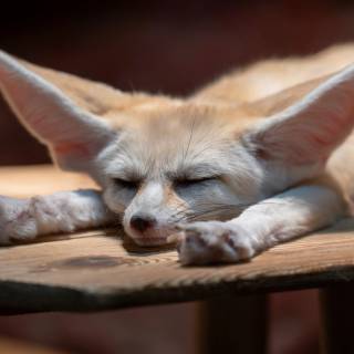 Fennec 4k wallpaper