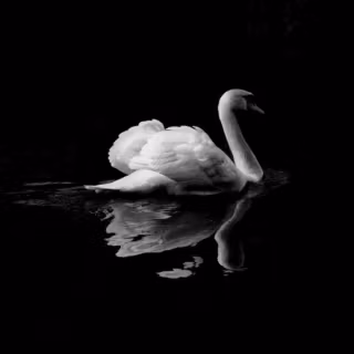 Swan phone wallpaper
