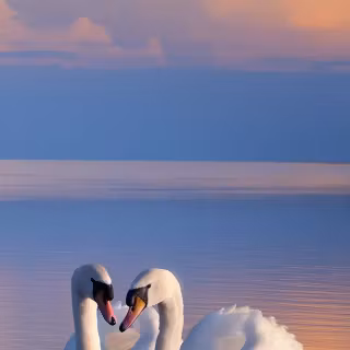 Swan phone wallpaper