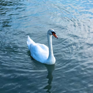Swan phone wallpaper
