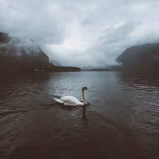 Swan phone wallpaper