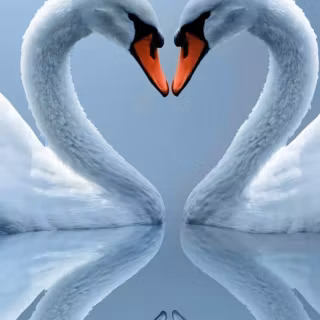Swan phone wallpaper