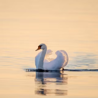 Swan phone wallpaper