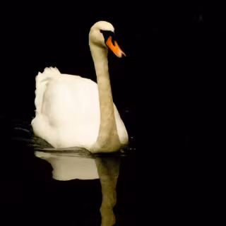 Swan phone wallpaper