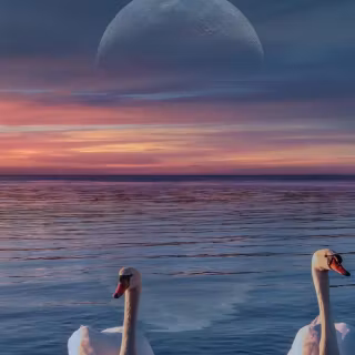 Swan phone wallpaper