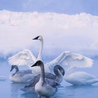 Swan phone wallpaper