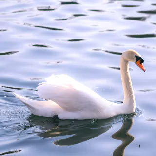 Swan phone wallpaper