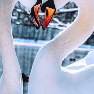 Swan phone wallpaper