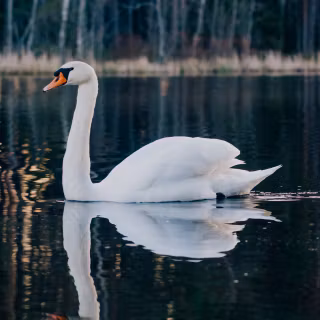 Swan phone wallpaper