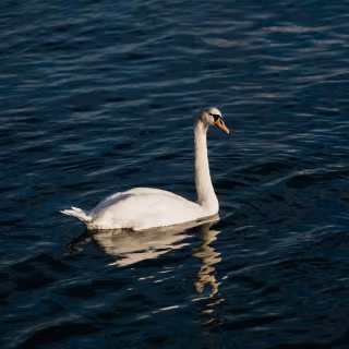 Swan phone wallpaper