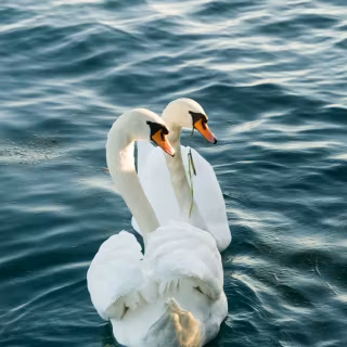 Swan phone wallpaper