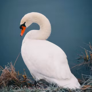 Swan phone wallpaper