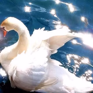 Swan phone wallpaper