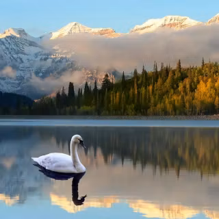 Swan phone wallpaper