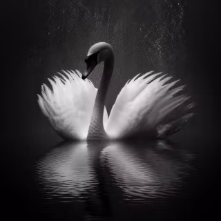 Swan phone wallpaper
