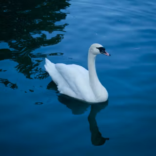 Swan phone wallpaper