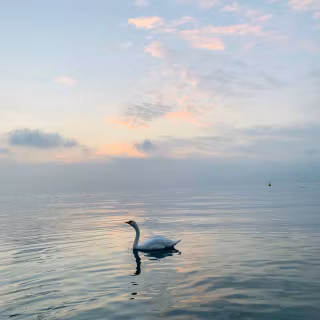 Swan phone wallpaper