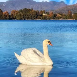 Swan phone wallpaper