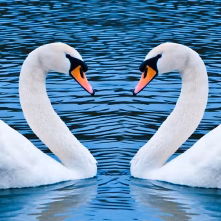 Swan phone wallpaper