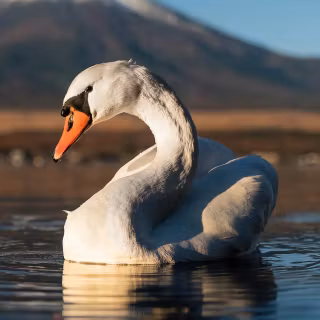 Swan phone wallpaper