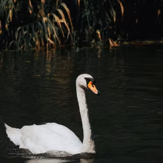 Swan phone wallpaper