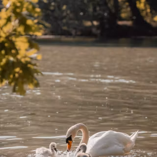 Swan phone wallpaper