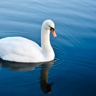 Swan phone wallpaper