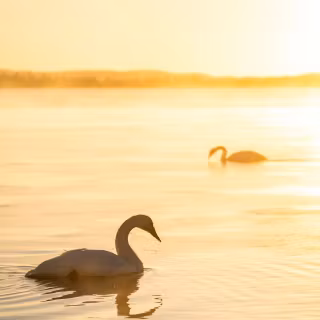 Swan phone wallpaper