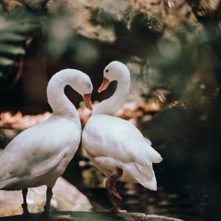 Swan phone wallpaper