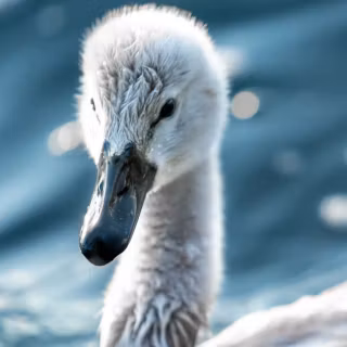 Swan phone wallpaper