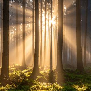 Beautiful misty view wallpaper